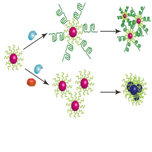 Testing for Enzyme Activity using Gold Nanoparticles