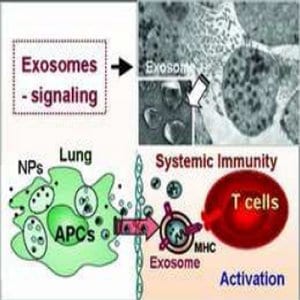 magnetic iron oxide nanoparticles