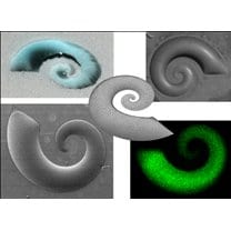 Gel Shapes by Design: Patterned Surfaces for Cell Growth
