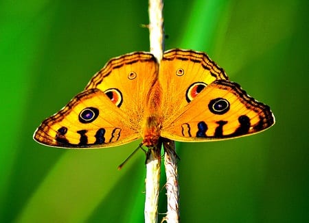 Analysis on the Wing: Surface Enhanced Raman Spectroscopy on Copper Butterfly Wings