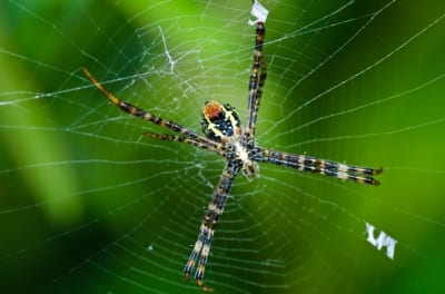 Spider Made Biopolymer for Medical Applications