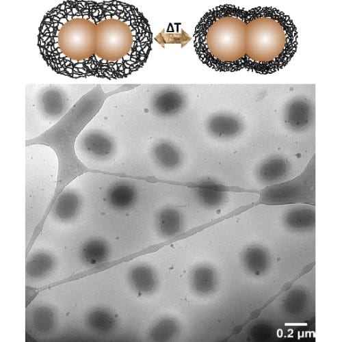 Dumbbell-Shaped Thermoresponsive Microgels