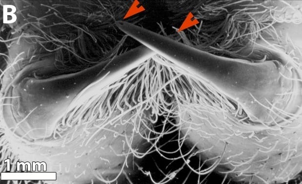 Biomaterials with bite: A new understanding of the spider’s fang