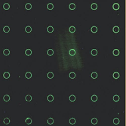 Forces Combine to Make DNA Arrays