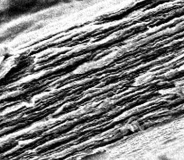 Works Well on Paper: The Graphene Muscle