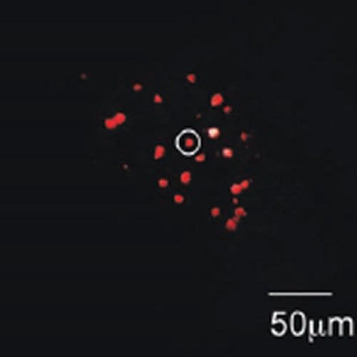 Russian Diamonds: Nanodiamonds with Valuable Flaws