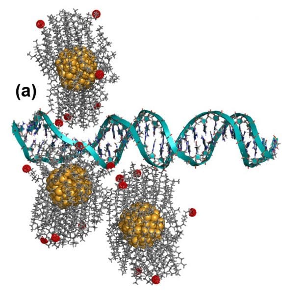 Researchers Find Gold Nanoparticles Capable of ‘Unzipping’ DNA