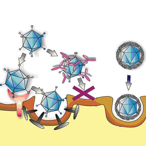 Functionalized virus penetrates cell