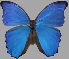 Copying Butterflies to Create 3D Magnetophotonic Crystals