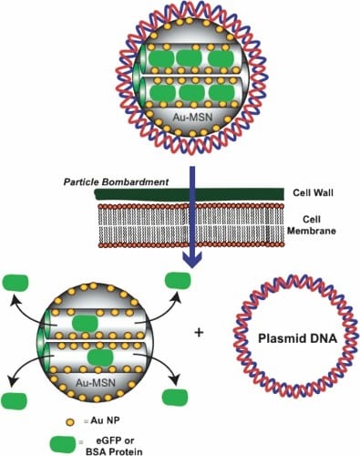 Newly modified nanoparticle opens window on future gene editing technologies