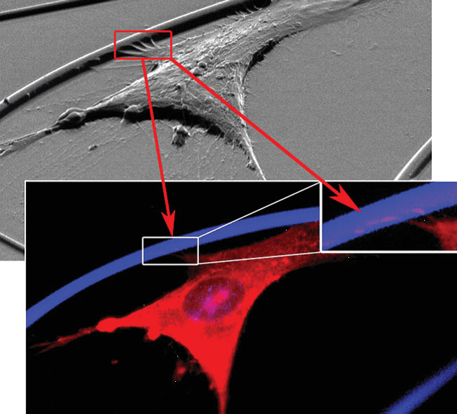 Biomimetic Fibrous Scaffolds for Tissue Engineering