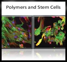 Advances in Polymers for Stem Cell Research