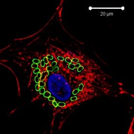 Biosafety of Microcapsules