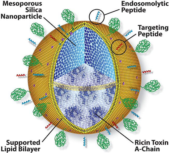 Protocells – A Versatile Drug Delivery Platform