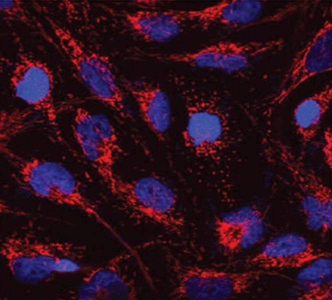 A new polymer for medical siRNAs