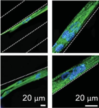 Models of Human Muscles from Protein-Engineered Biomaterials