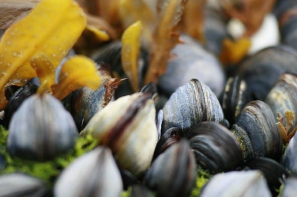 The Secret of Mussel Strength: Materials to Mimic The Mussel Byssus