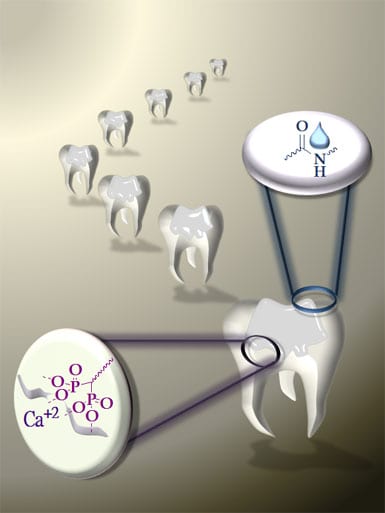 Sticky Teeth: Improving Dental Adhesives
