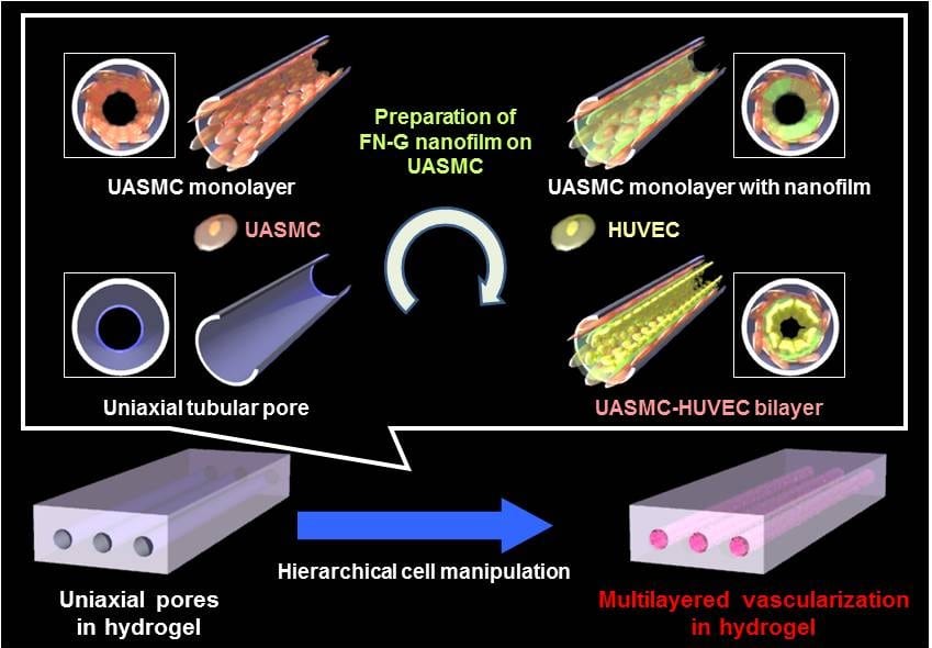 Blood Capillary Analogs for In Vitro Drug Testing