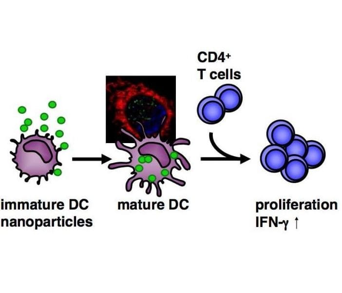 Immunomodulatory effect of nanoparticles