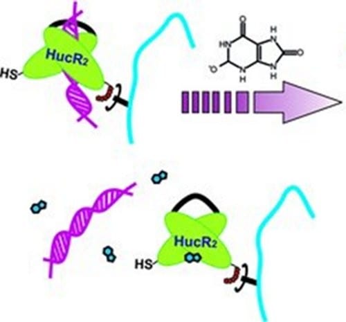 Metabolite-responsive hydrogels for medical diagnostics