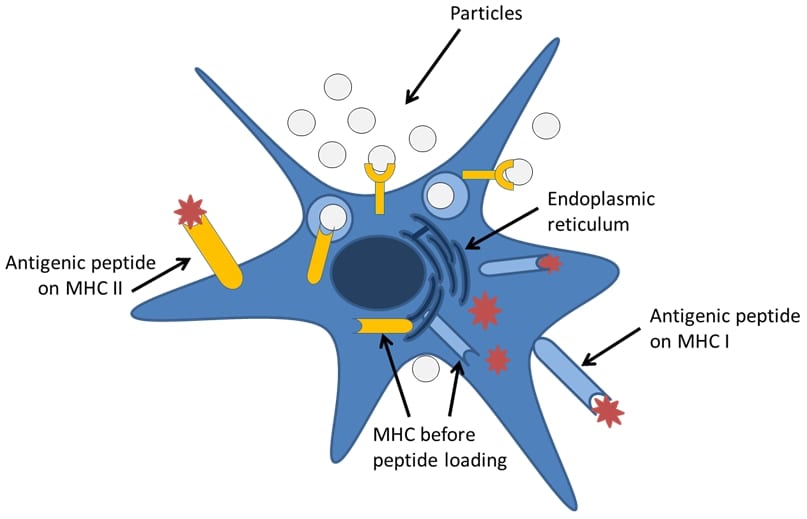 Polymeric nanoparticles for next generation vaccines