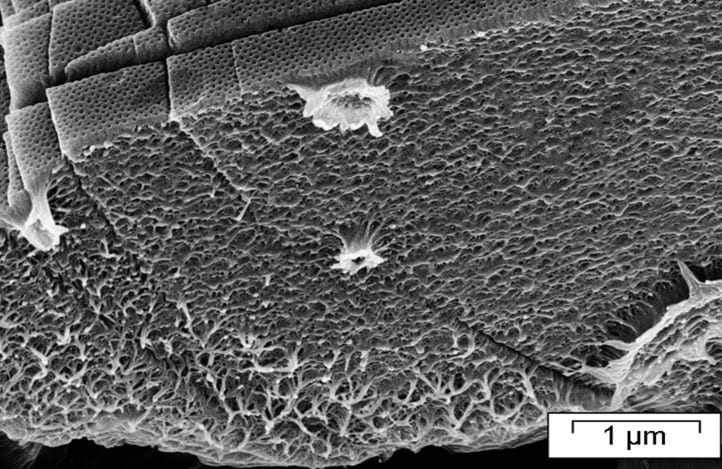 PS-b-PEO membrane