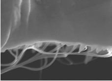 Polymer composites reinforced with single-walled carbon nanotubes