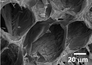 Tissue engineering scaffolds from natural polymers