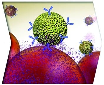 Nanoparticles combined with antibodies to combat cancer
