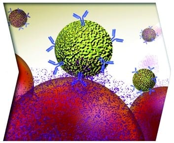 Nanoparticles combined with antibodies to combat cancer
