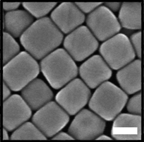 Wavelength-Dependent Shapeshifting: Plasmon-Mediated Growth Control