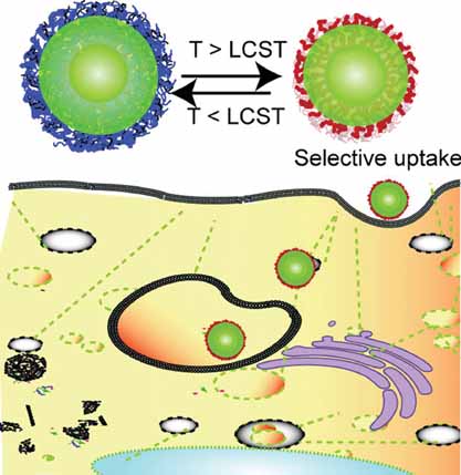 Reviewing Colloidal Systems for Cancer Therapy