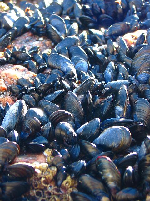 Mussel adhesive protein