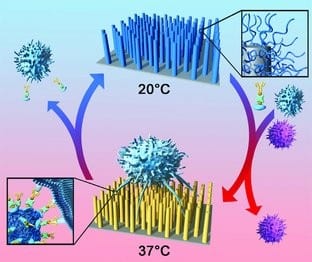 Capturing cancer tumor cells from the blood