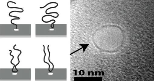 DNA prefers to dive head first into nanopores