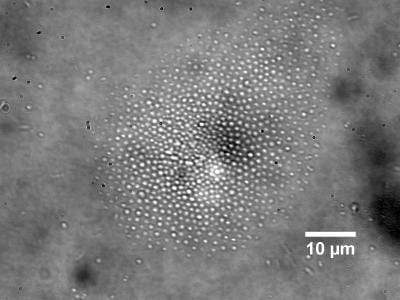 Potential REP Lab-on-a-Chip System for Medicine and Research