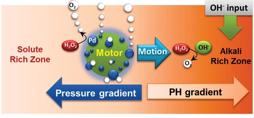 Swimming Microbots: Self-propelling Catalytic Micromotors Follow a pH Gradient