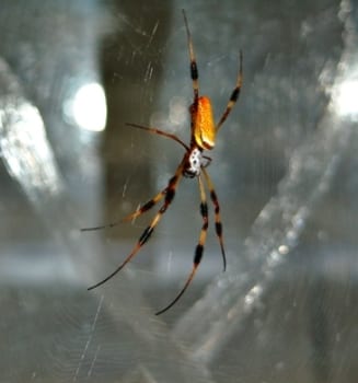 Laser scattering technique sheds light on the strength of spider silk