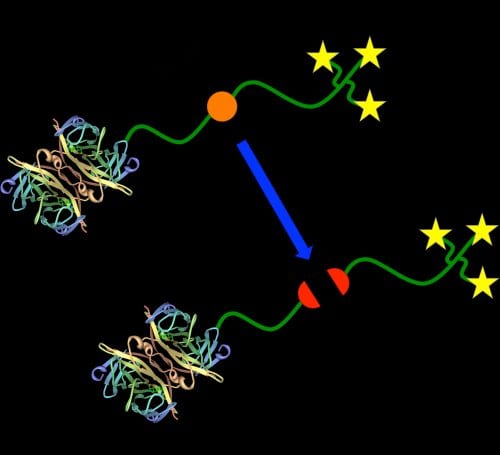 Biotinylated Aldehyde Polymers for Bioconjugation