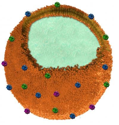 Nanosponge can suck poison from the bloodstream