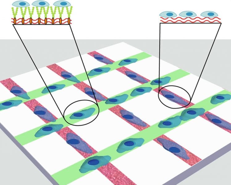 Patterned microenvironment