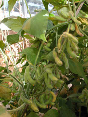 Transgenic soybeans