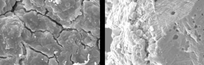 Guillemot eggshells have unique self-cleaning nanostructure