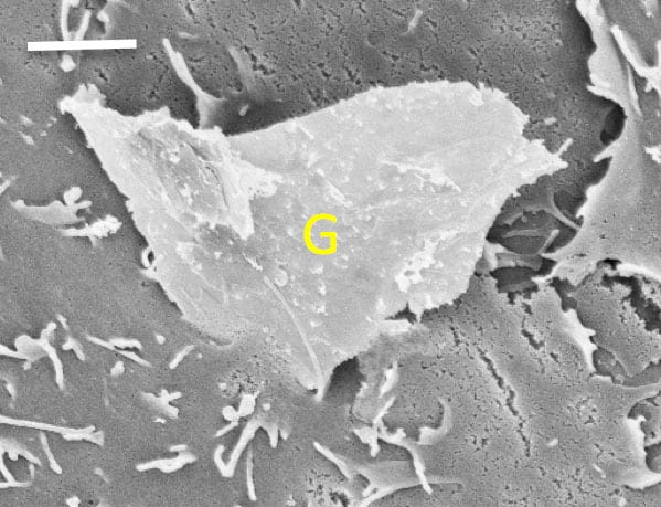 Graphene could pierce cell membranes, disrupt function