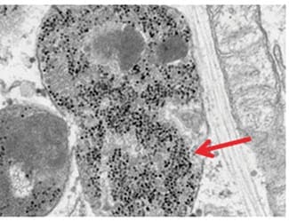 Steering stem cells with magnetic nanoparticles