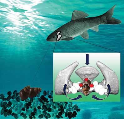 Revealing the secret of carp teeth crushing mollusk shells