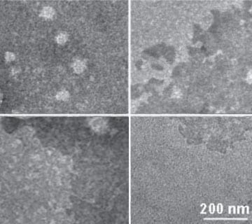 A drug/gene co-delivery nanoplatform