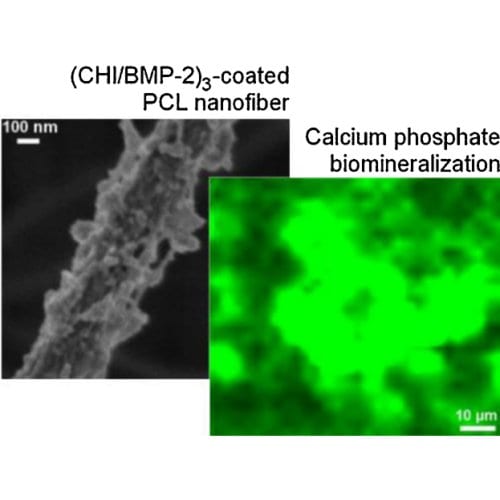 Bioactive implants for bone tissue regeneration