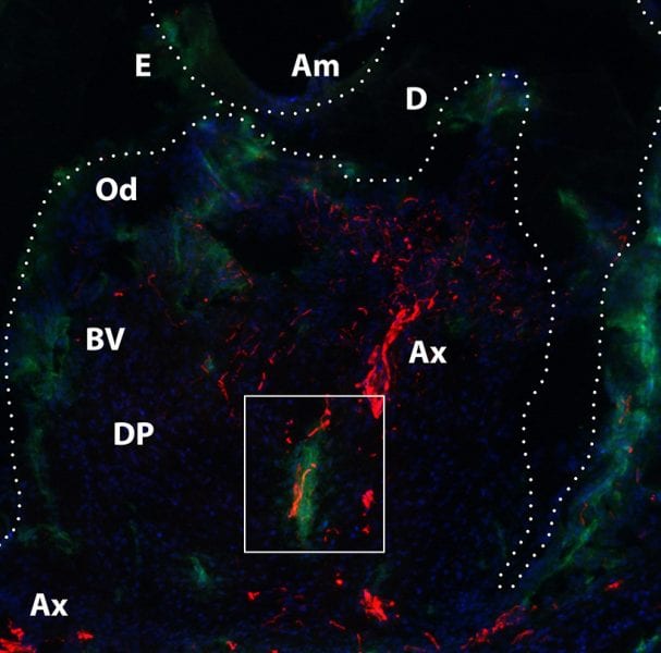 Engineering teeth with a synthetic biomaterial